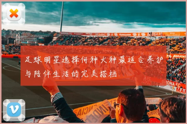 足球明星选择何种犬种最适合养护与陪伴生活的完美搭档