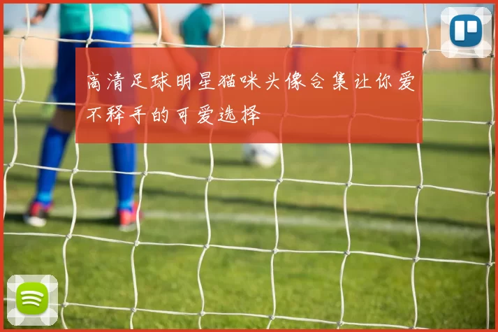 高清足球明星猫咪头像合集让你爱不释手的可爱选择