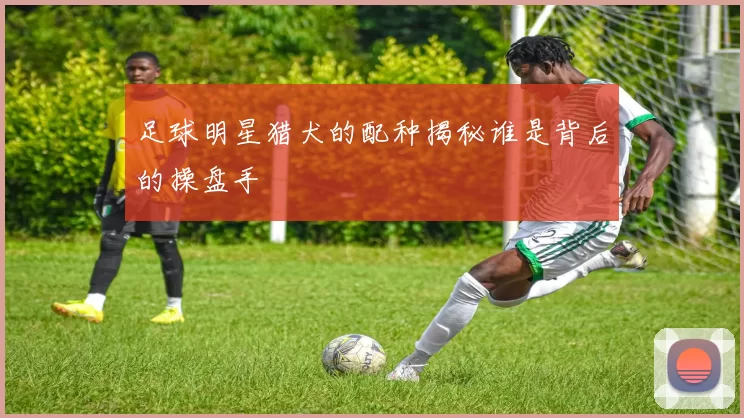 足球明星猎犬的配种揭秘谁是背后的操盘手