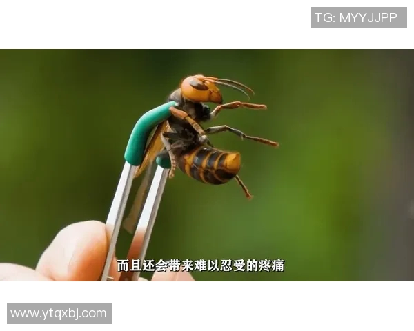 黄蜂的生物特征、生态习性及其在自然界中的重要作用分析